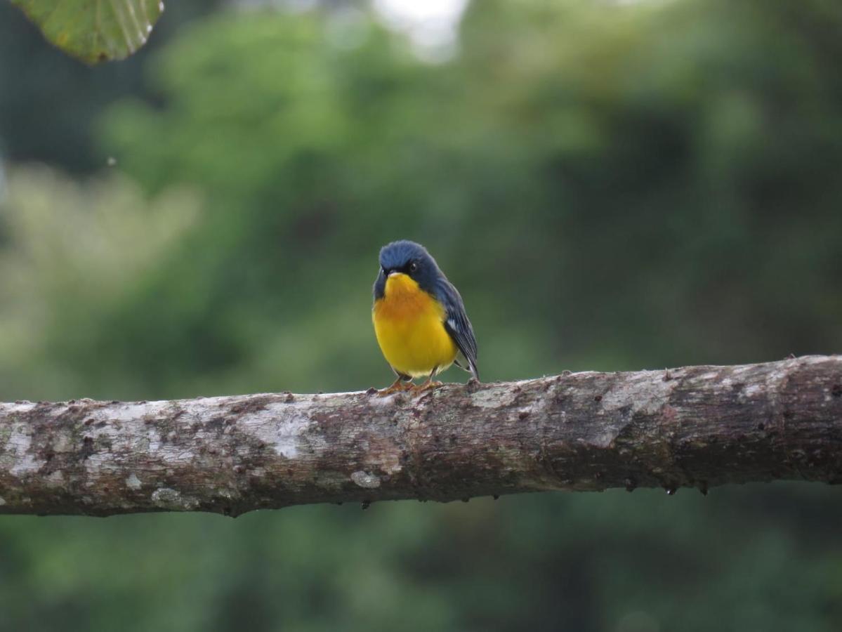 Estacion Biologica Las Cruces Y Jardin Botanico Wilson San Vito Ngoại thất bức ảnh