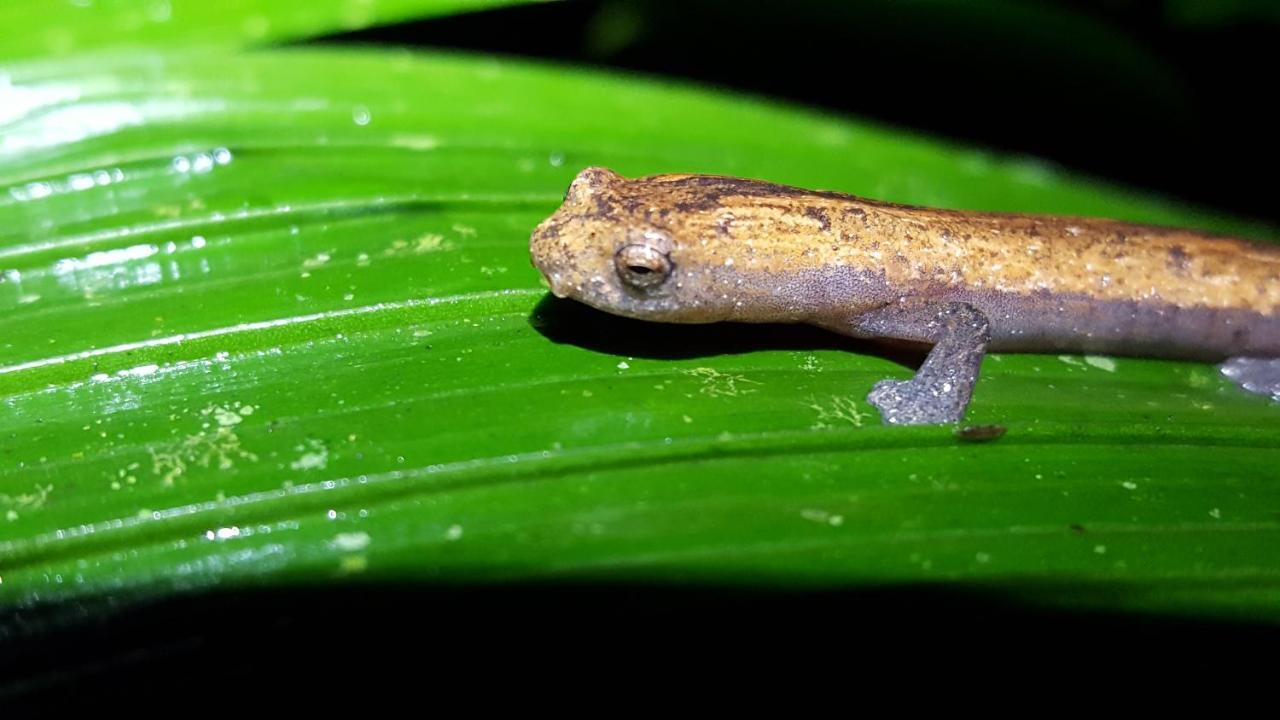 Estacion Biologica Las Cruces Y Jardin Botanico Wilson San Vito Ngoại thất bức ảnh