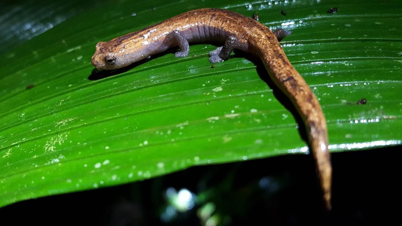 Estacion Biologica Las Cruces Y Jardin Botanico Wilson San Vito Ngoại thất bức ảnh