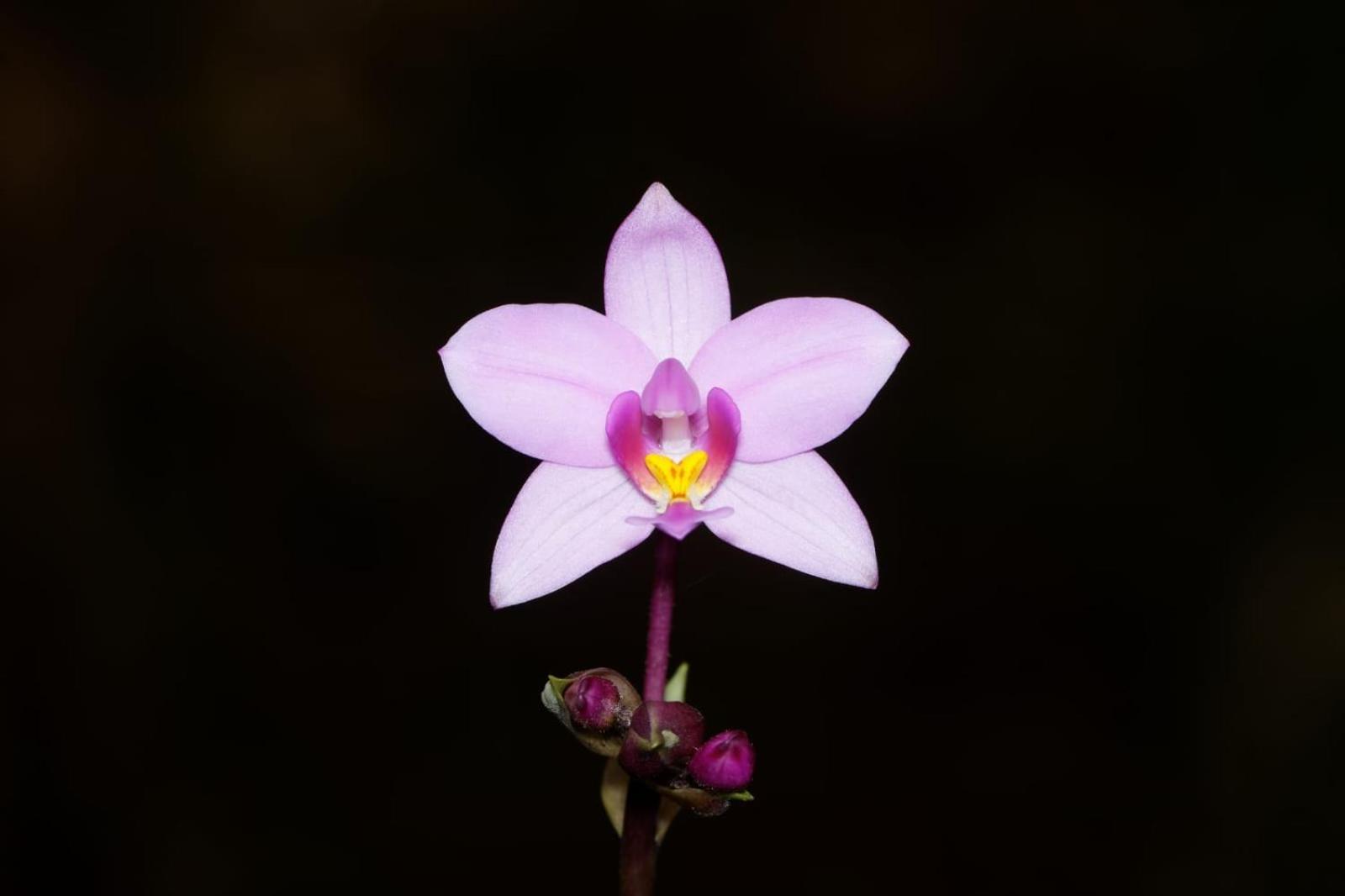 Estacion Biologica Las Cruces Y Jardin Botanico Wilson San Vito Ngoại thất bức ảnh
