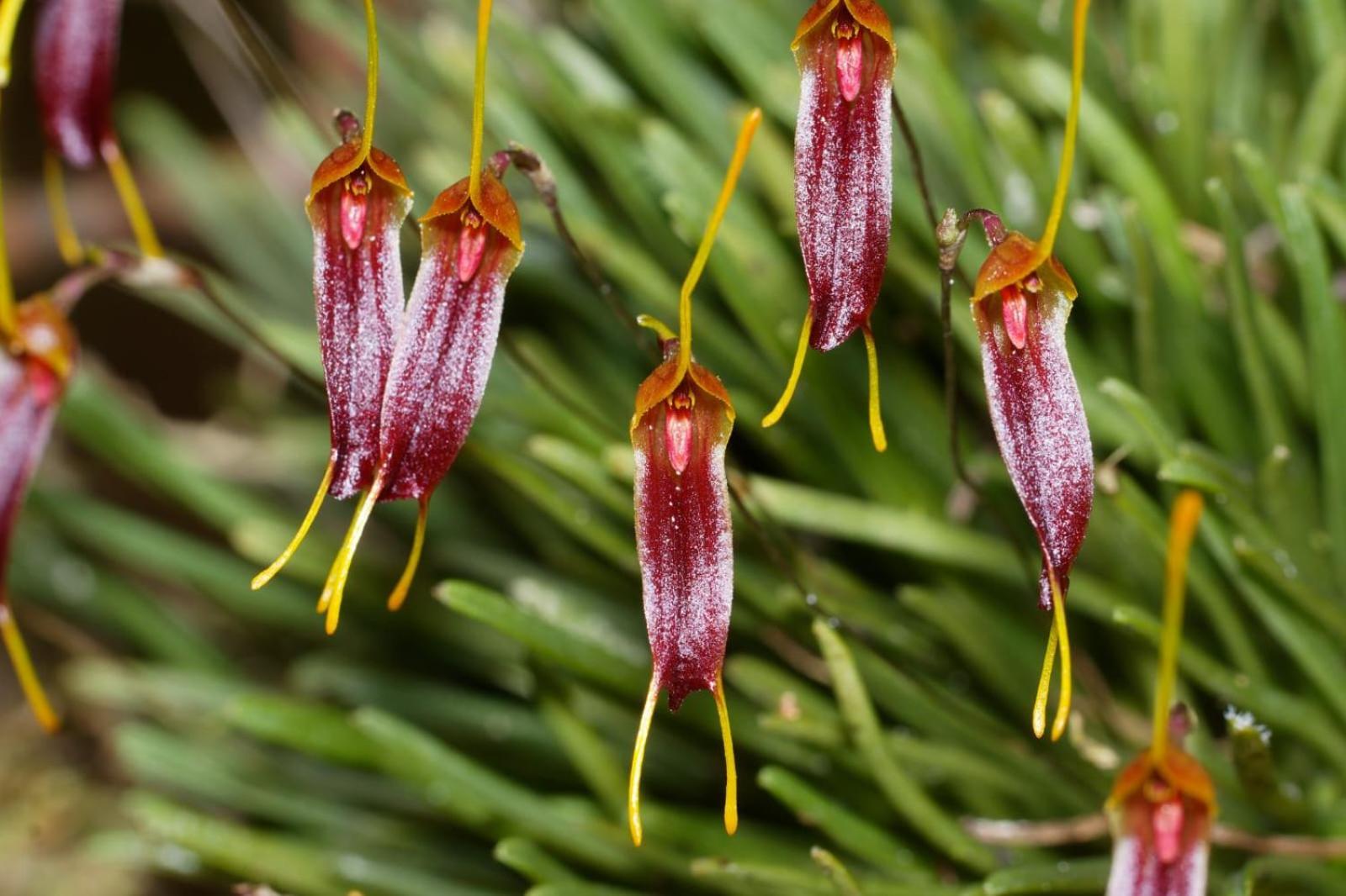 Estacion Biologica Las Cruces Y Jardin Botanico Wilson San Vito Ngoại thất bức ảnh