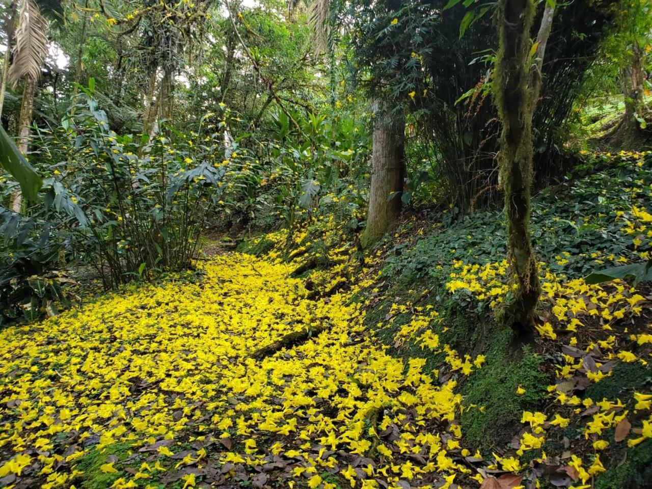 Estacion Biologica Las Cruces Y Jardin Botanico Wilson San Vito Ngoại thất bức ảnh