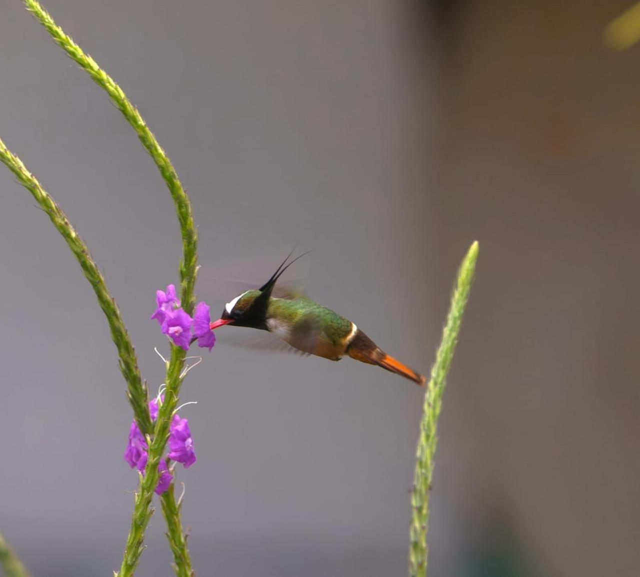 Estacion Biologica Las Cruces Y Jardin Botanico Wilson San Vito Ngoại thất bức ảnh