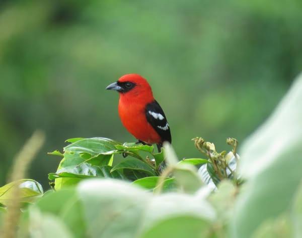 Estacion Biologica Las Cruces Y Jardin Botanico Wilson San Vito Ngoại thất bức ảnh