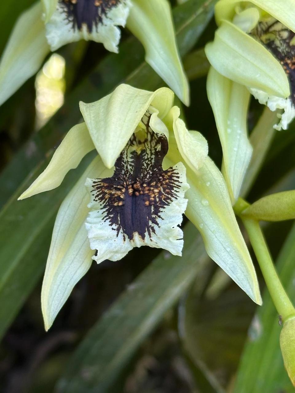 Estacion Biologica Las Cruces Y Jardin Botanico Wilson San Vito Ngoại thất bức ảnh