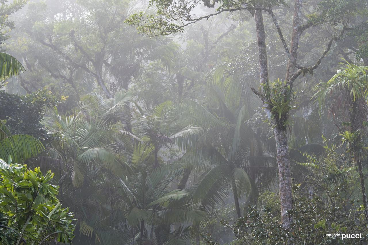 Estacion Biologica Las Cruces Y Jardin Botanico Wilson San Vito Ngoại thất bức ảnh