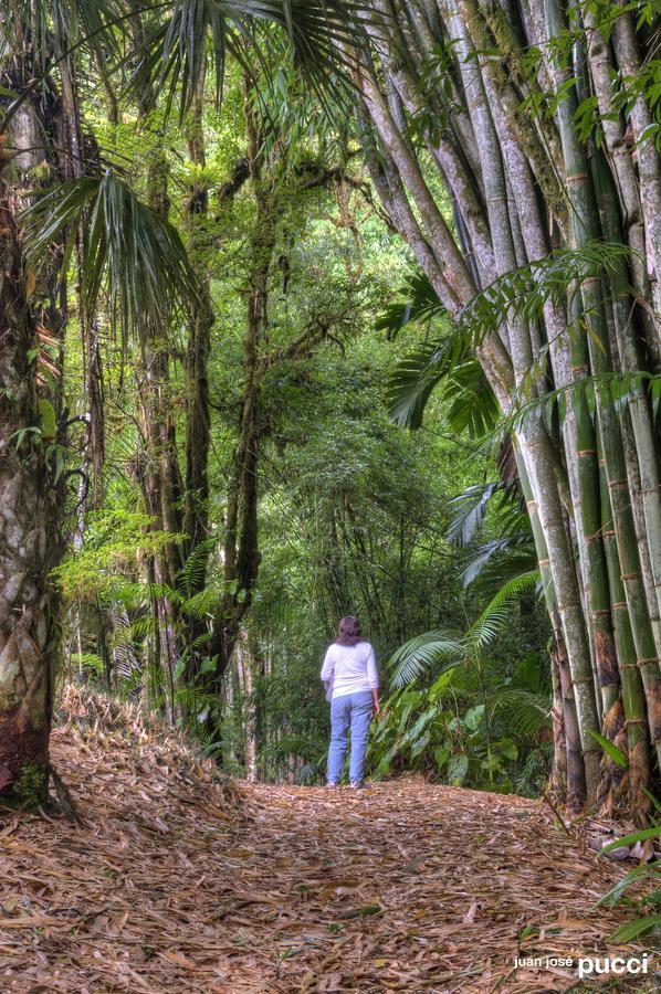 Estacion Biologica Las Cruces Y Jardin Botanico Wilson San Vito Ngoại thất bức ảnh